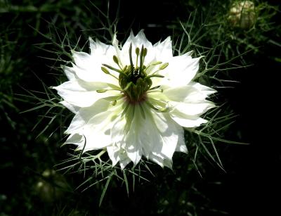 401 WHITE HELLEBORE.jpg